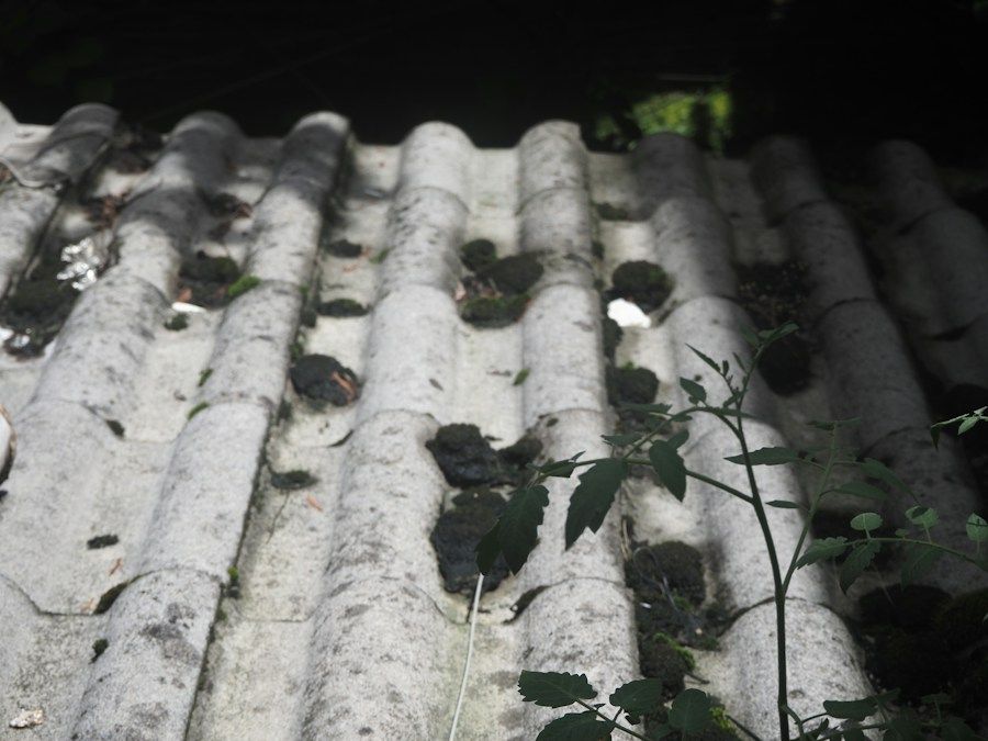 Weathered corrugated cement fibre roof sheets with moss and plant growth